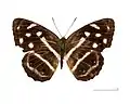 Museum specimen ♂ face dorsale