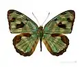 Museum specimen ♂ face dorsale
