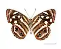 Museum specimen ♂ △ - face ventrale