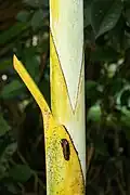 Pétiole jaune