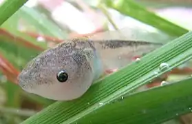 Têtard de Dyscophus insularis