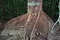 Dysoxylum pettigrewianum