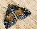 Dysstroma truncata  (Hufnagel, 1767)