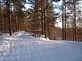 La forêt de Kloostrimetsa