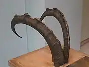 Cornes de Capra aegagrus aegagrus.