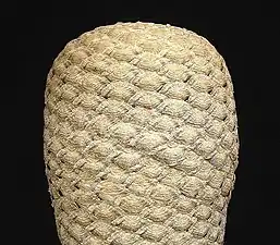 Euphorbia piscidermis&nbsp;(de).
