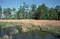 Taylor's Island Wildlife Management Area