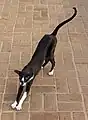 Un mâle bicolore.