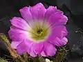 Echinocereus pentalophus.