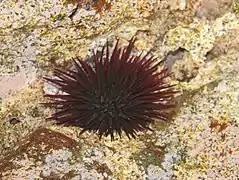 Echinometra insularis