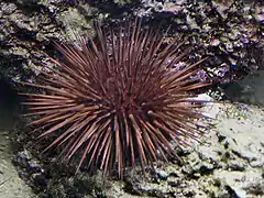 Echinometra lucunter (Echinometridae).