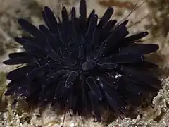 Echinometra oblonga