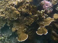 Echinophyllia aspera.