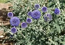 Oursin bleu