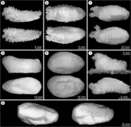 Divers Echinopsolus