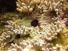 Echinostrephus molaris à Zanzibar.