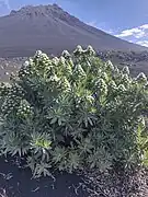 Echium Vulcanorum.