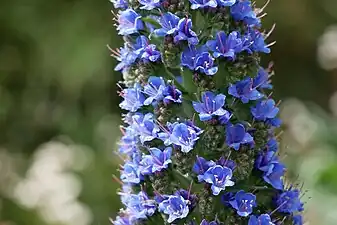 Fleurs (détail).