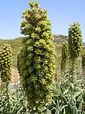 Infructescence