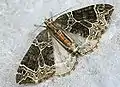 Ecliptopera silaceata  (Denis & Schiffermüller, 1775)