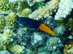 Ecsenius bicolor