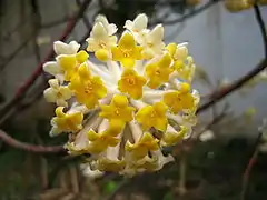 Inflorescence, apparaissant avant les feuilles