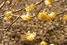 Inflorescences portées par un pédoncule recourbé