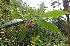 Feuilles et inflorescence