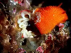 Acanthodoris lutea