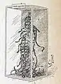 Représentation imaginaire de la cage au Boston Museum, illustration d'Edmond-Joseph Massicotte.