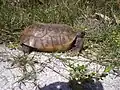 Tortue