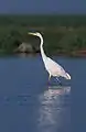Casmerodius albus ou grande aigrette.