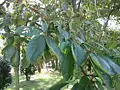 Feuilles et fruits