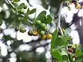 Fruits