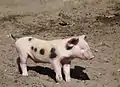 Petit porcelet