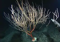 Eknomisis dalioi.