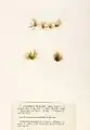 Elachista flaccida, planche de l'herbier des frères Crouan (Pierre-Louis et Hippolyte-Marie).