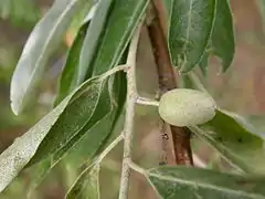 Fruit encore vert.