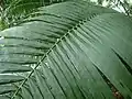 Feuille de Elaeis oleifera en Guyane, montrant ses pennes distiques