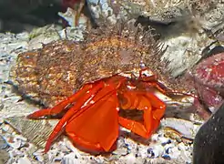Elassochirus gilli, un Paguridae.