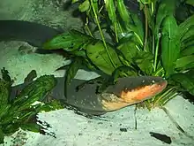 Poisson longiforme gris sur le dessus et orange dessous, vu de côté et regardant en haut.