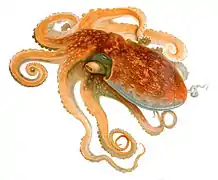Eledone cirrhosa