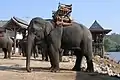 Éléphant avec chaise à éléphant (howdah), village Karen de Ruammit