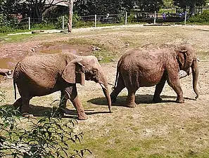 Un éléphant d'Afrique (à gauche) et un éléphant d'Asie (à droite), deux Elephantidae