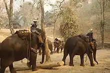 Eléphants d'Asie montés par leur cornac