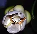 fleur (Sumatra, Indonésie).