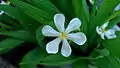 Fleur de Eleutherine bulbosa dans l'Etat de Bahia (Brésil)