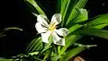 Fleur de Eleutherine bulbosa
