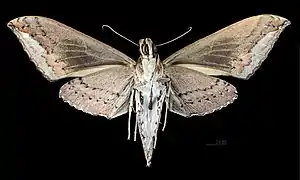 Elibia dolichus ♀ △ MHNT