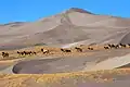 Troupeau de cerfs dans les dunes.